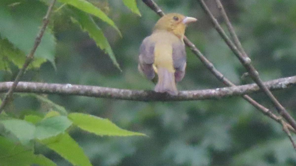 Scarlet Tanager - ML637478239