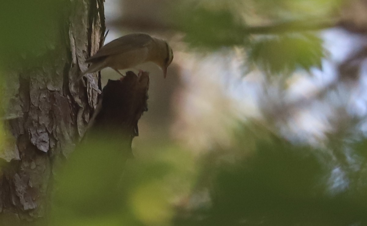 Worm-eating Warbler - ML637478240