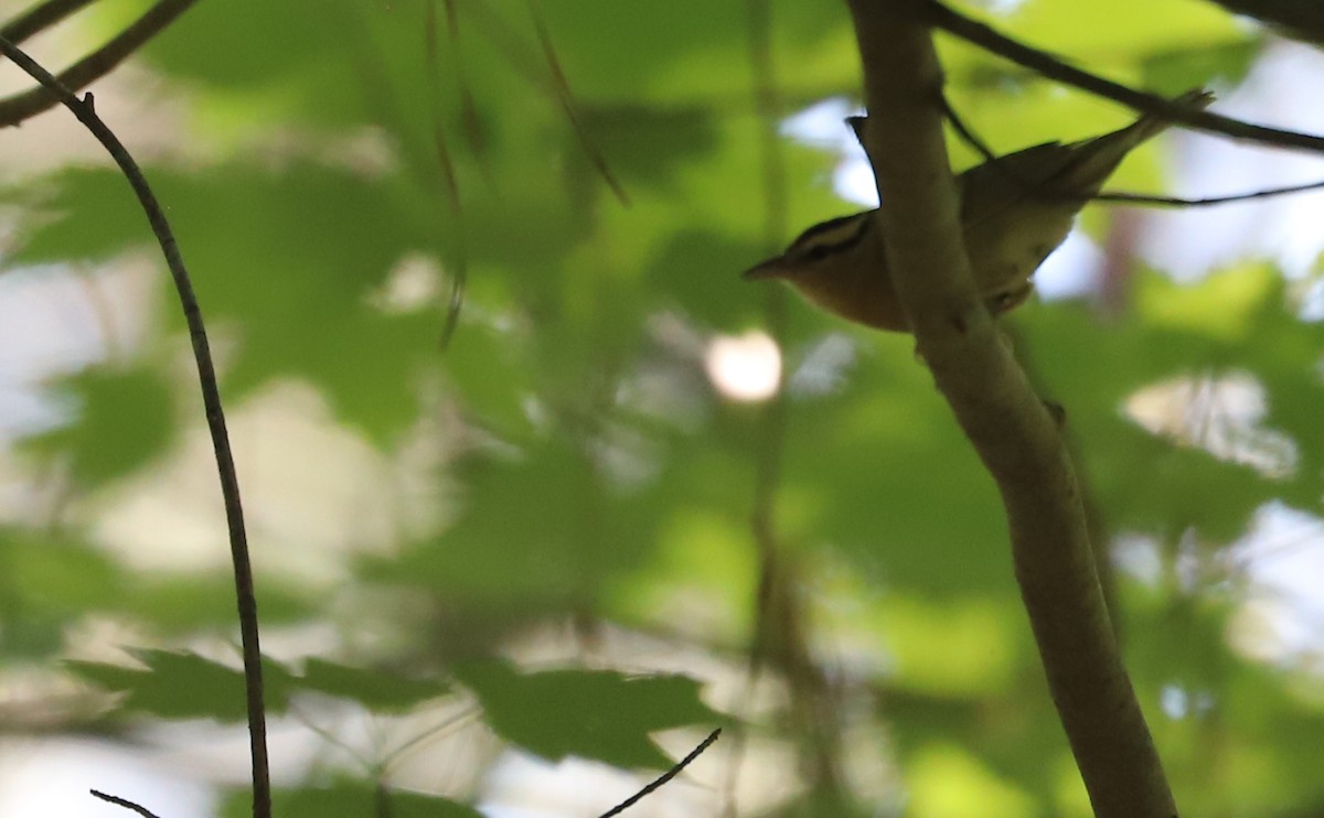 Worm-eating Warbler - ML637478242