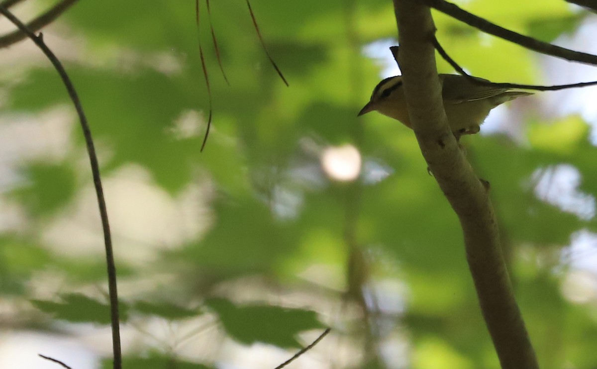 Worm-eating Warbler - ML637478246
