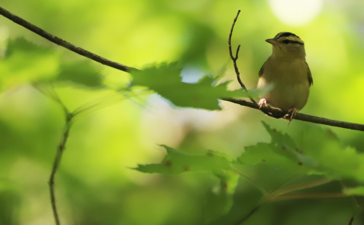 Worm-eating Warbler - ML637478253