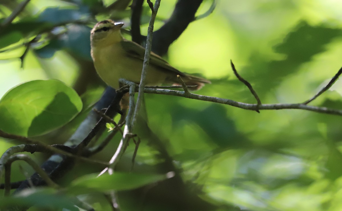 Worm-eating Warbler - ML637478258