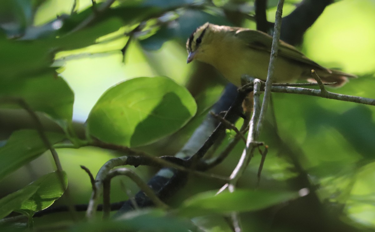 Worm-eating Warbler - ML637478261