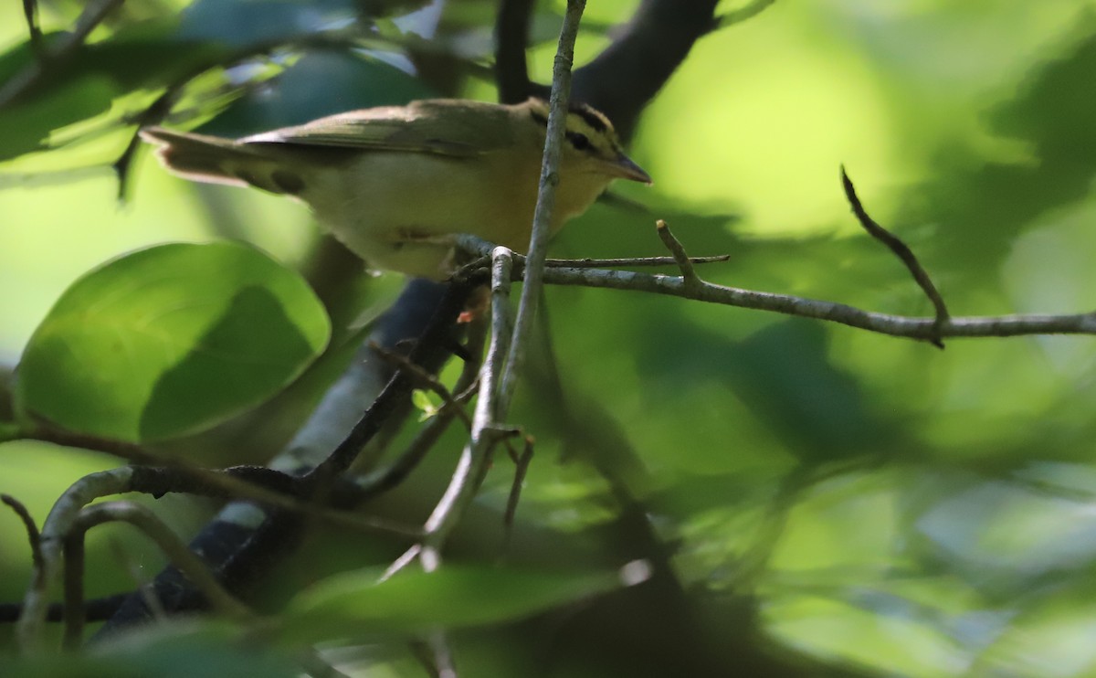 Worm-eating Warbler - ML637478265