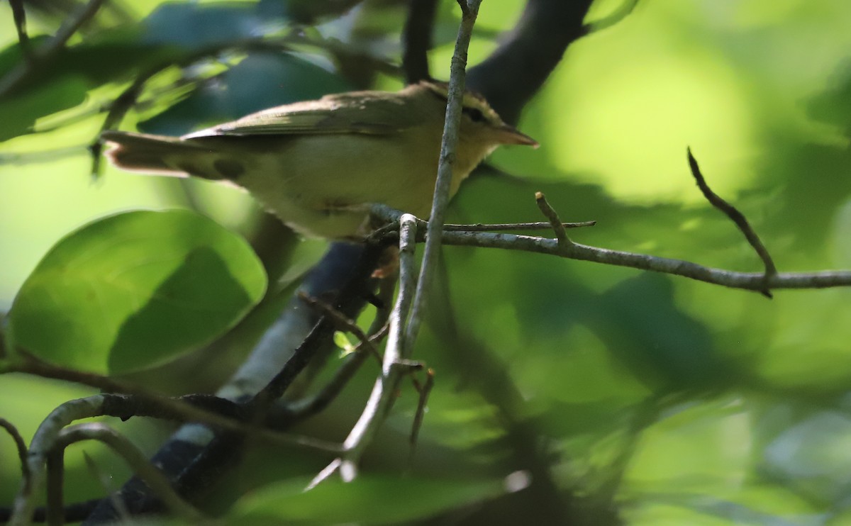 Worm-eating Warbler - ML637478267