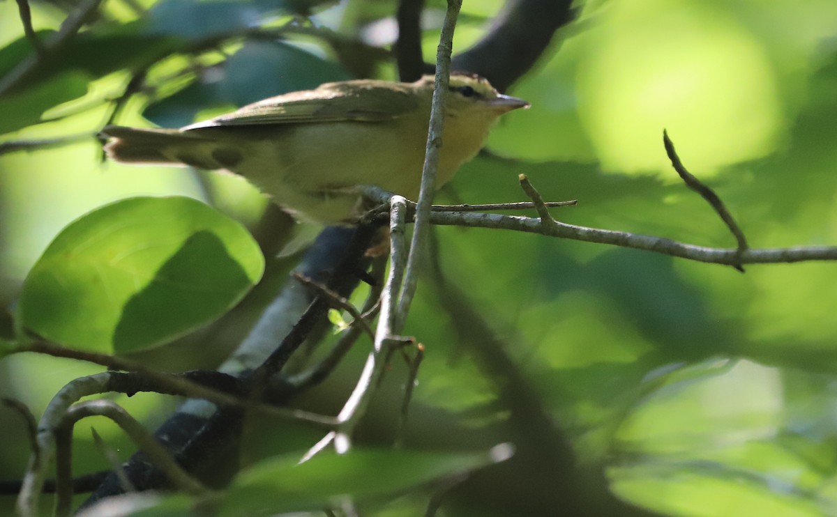 Worm-eating Warbler - ML637478276
