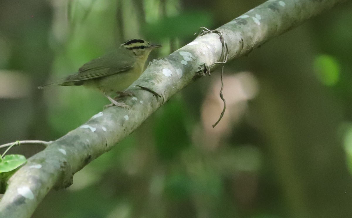 Worm-eating Warbler - ML637478293