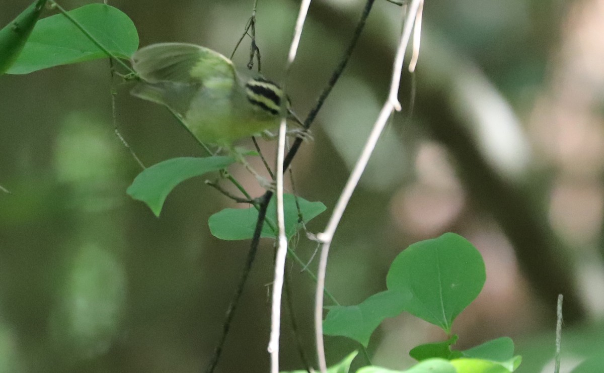 Worm-eating Warbler - ML637478324