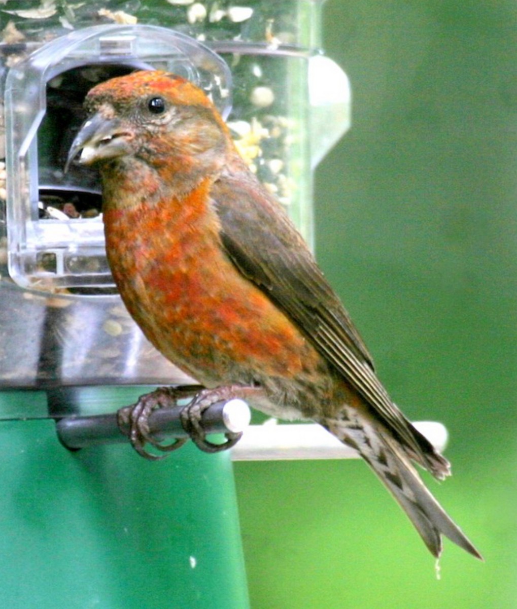 Red Crossbill (Appalachian or type 1) - ML637478325