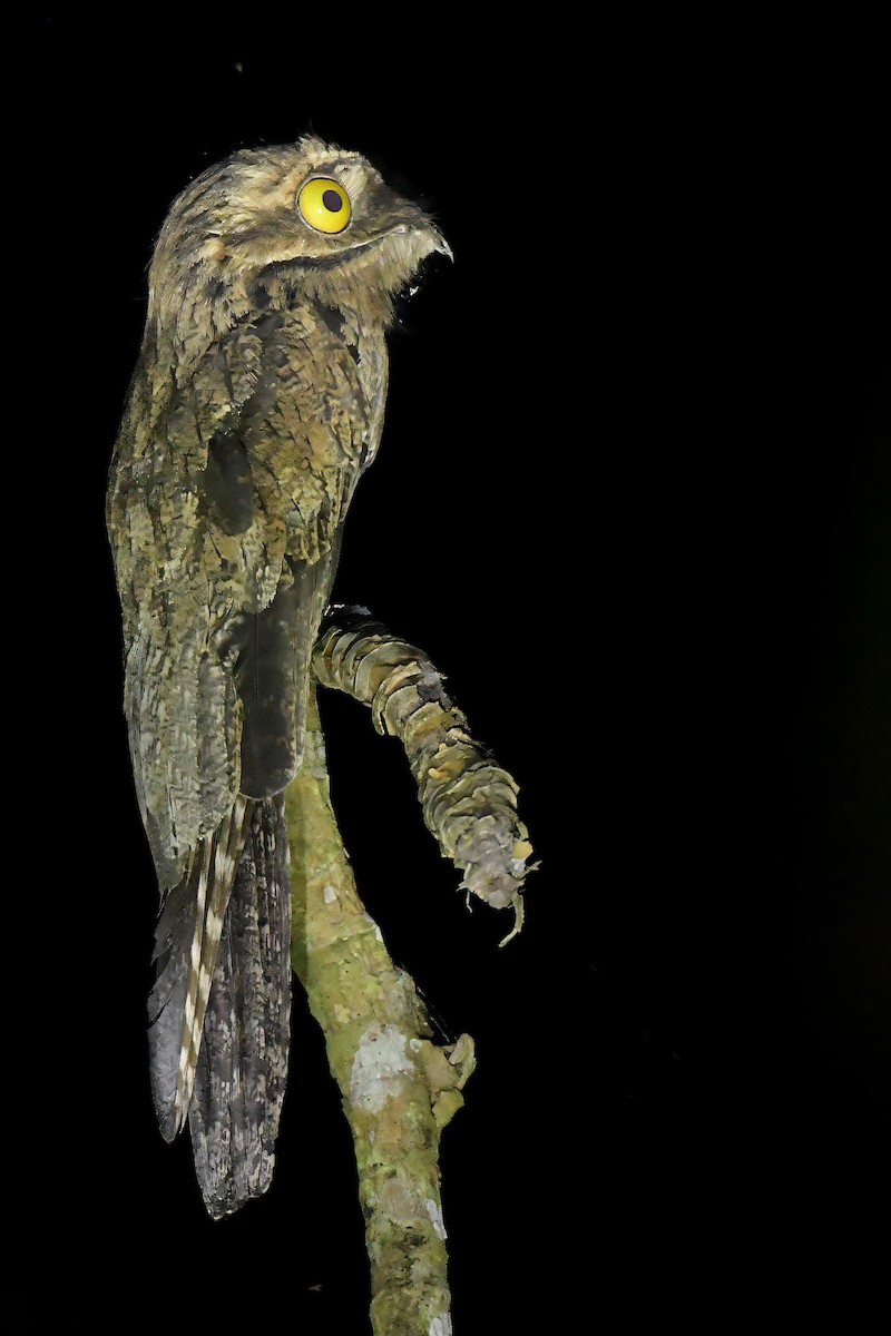 Common Potoo - ML637478347