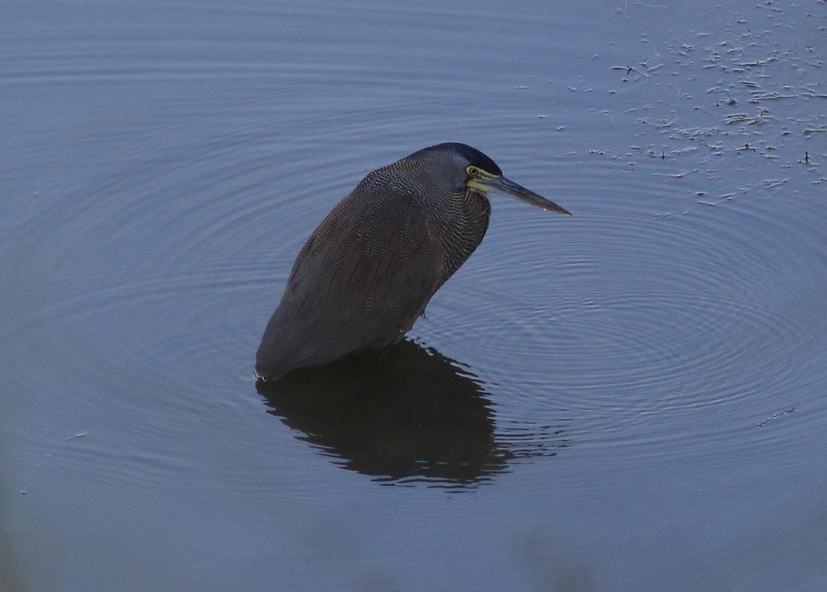 Bare-throated Tiger-Heron - ML637478543