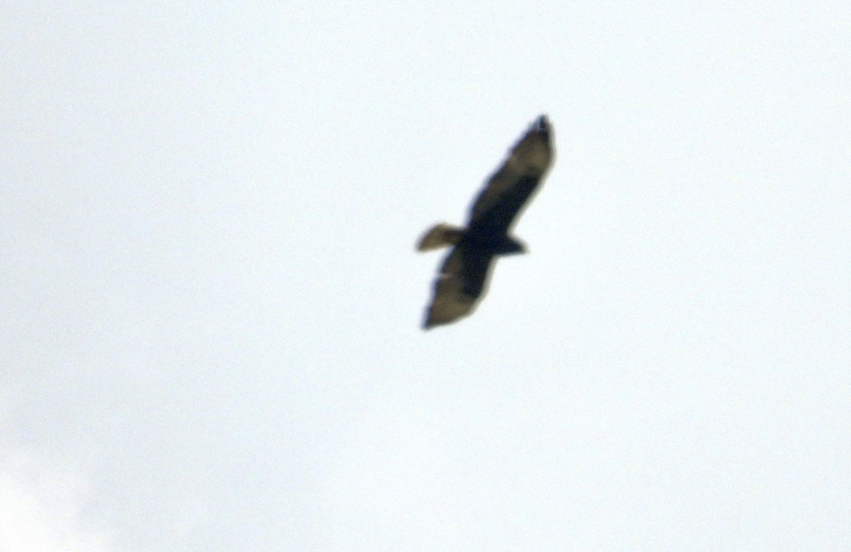 Short-tailed Hawk - ML637478550