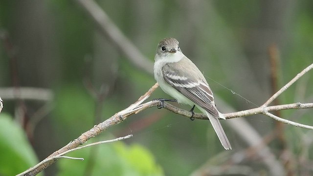 Willow Flycatcher - ML637478563