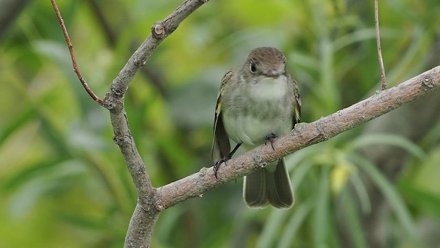 Willow Flycatcher - ML637478573