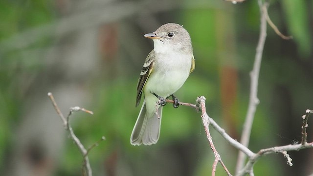 Willow Flycatcher - ML637478574