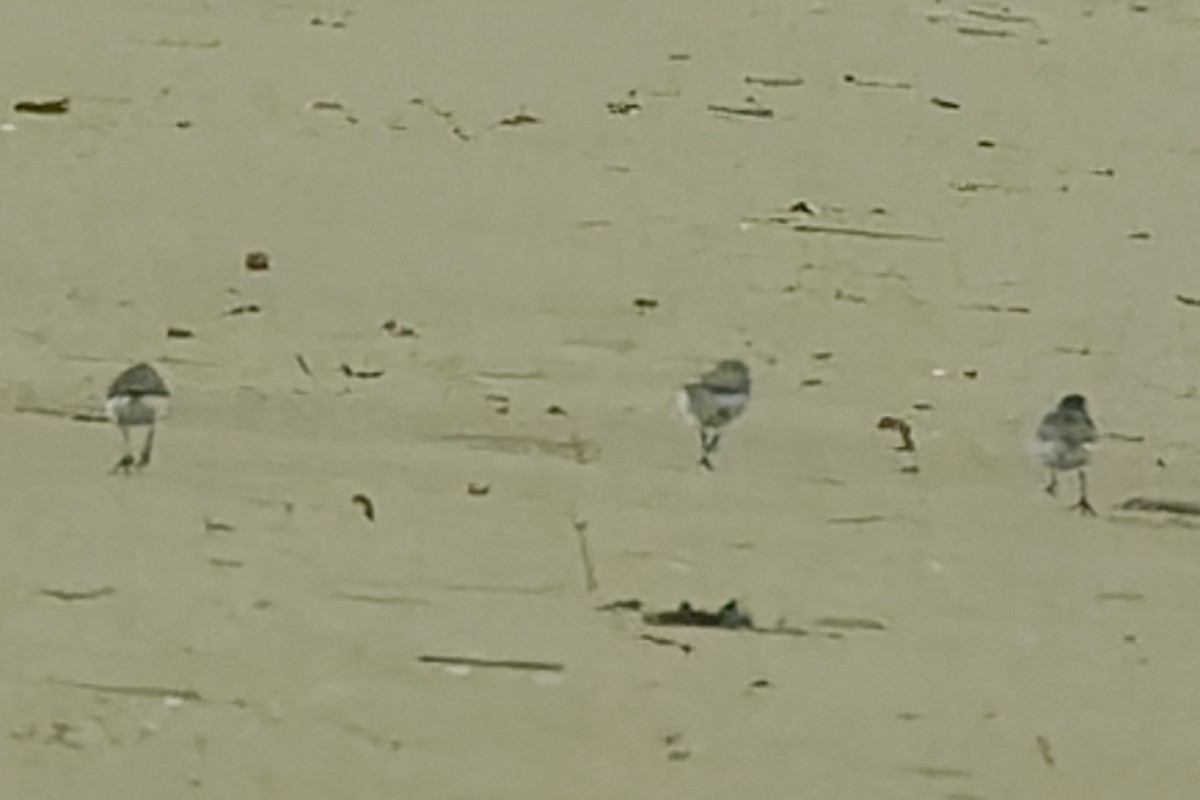 Semipalmated Sandpiper - ML637478577