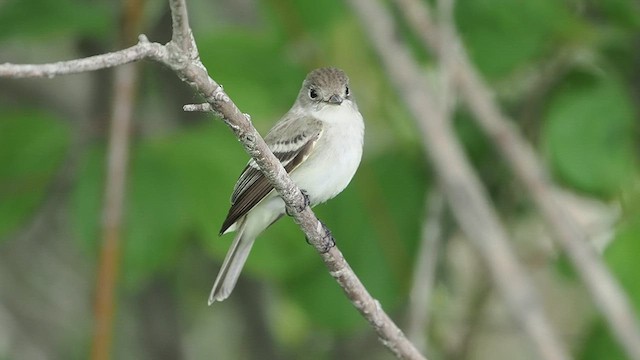 Willow Flycatcher - ML637478578