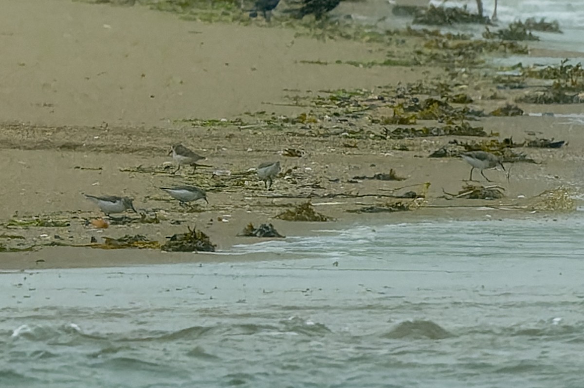 Semipalmated Sandpiper - ML637478580