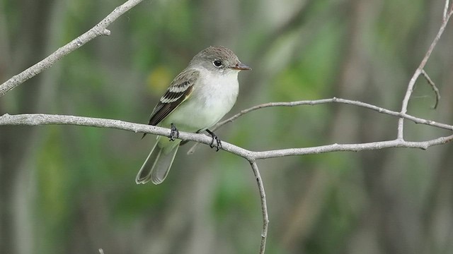 Willow Flycatcher - ML637478581