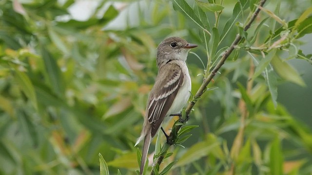 Willow Flycatcher - ML637478583