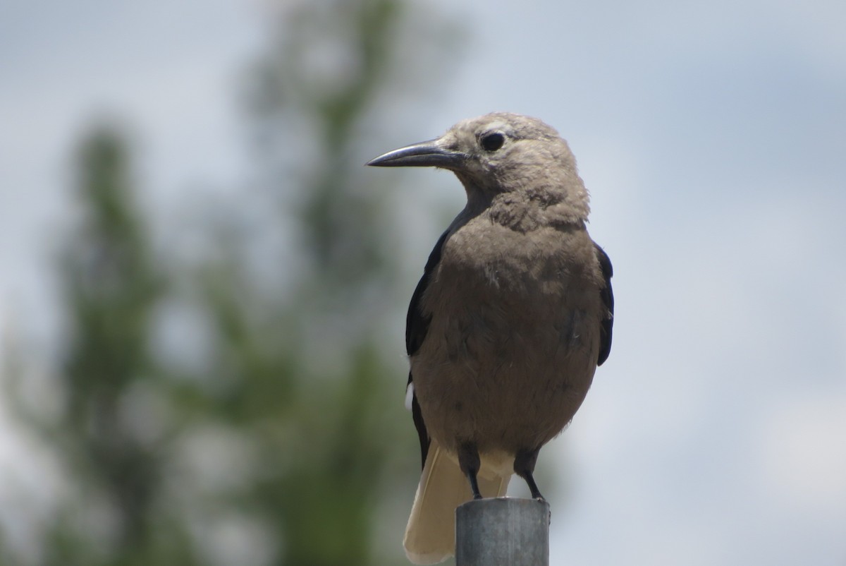 Clark's Nutcracker - ML637478596