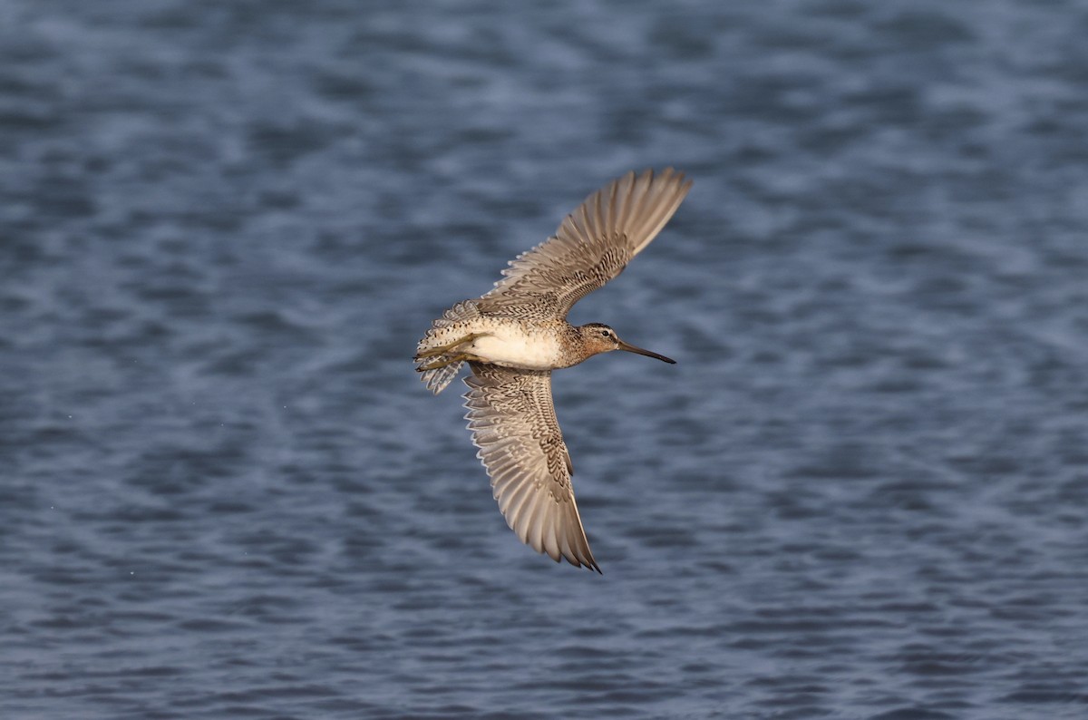 slukovec krátkozobý - ML637478617