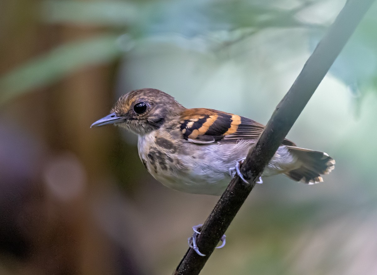 Spotted Antbird - ML637478620