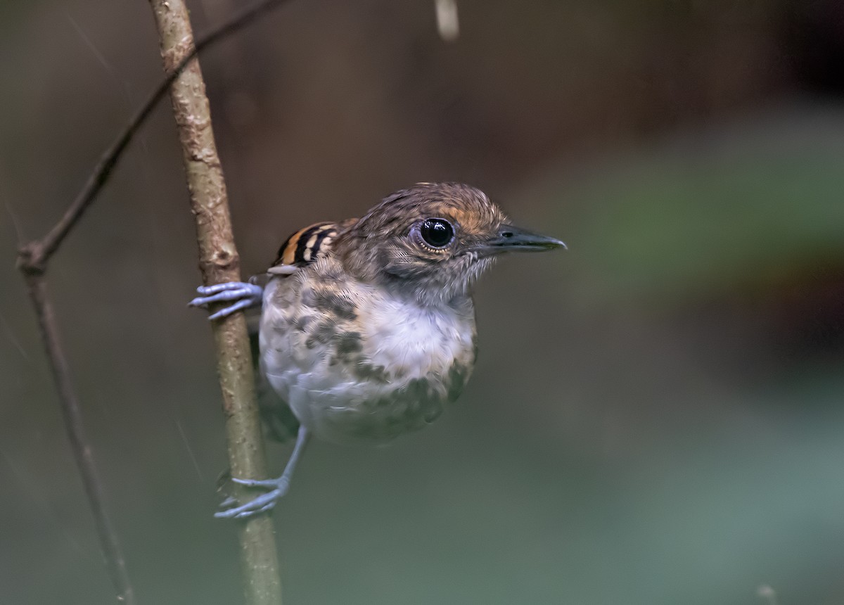 Spotted Antbird - ML637478621