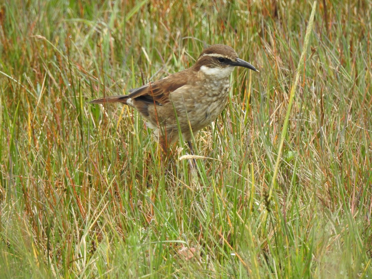 Stout-billed Cinclodes - ML637478679