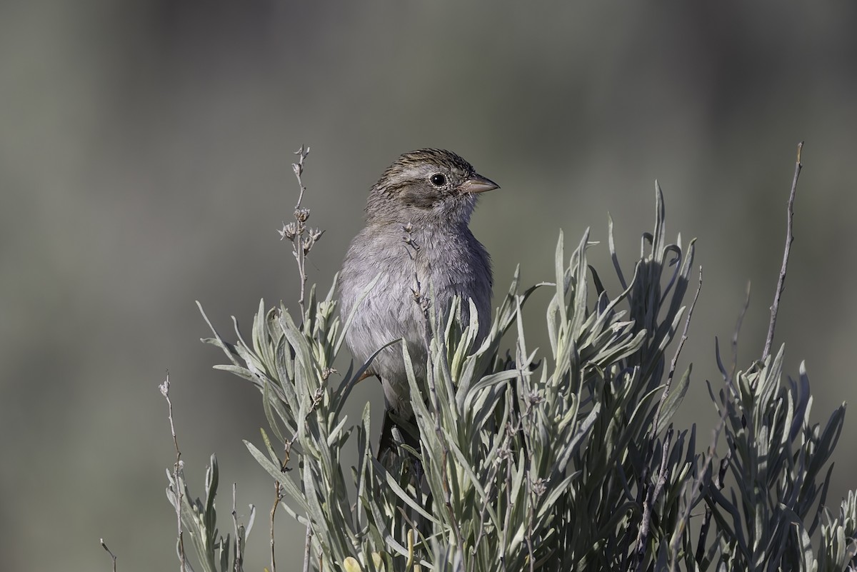 Brewer's Sparrow - ML637478688
