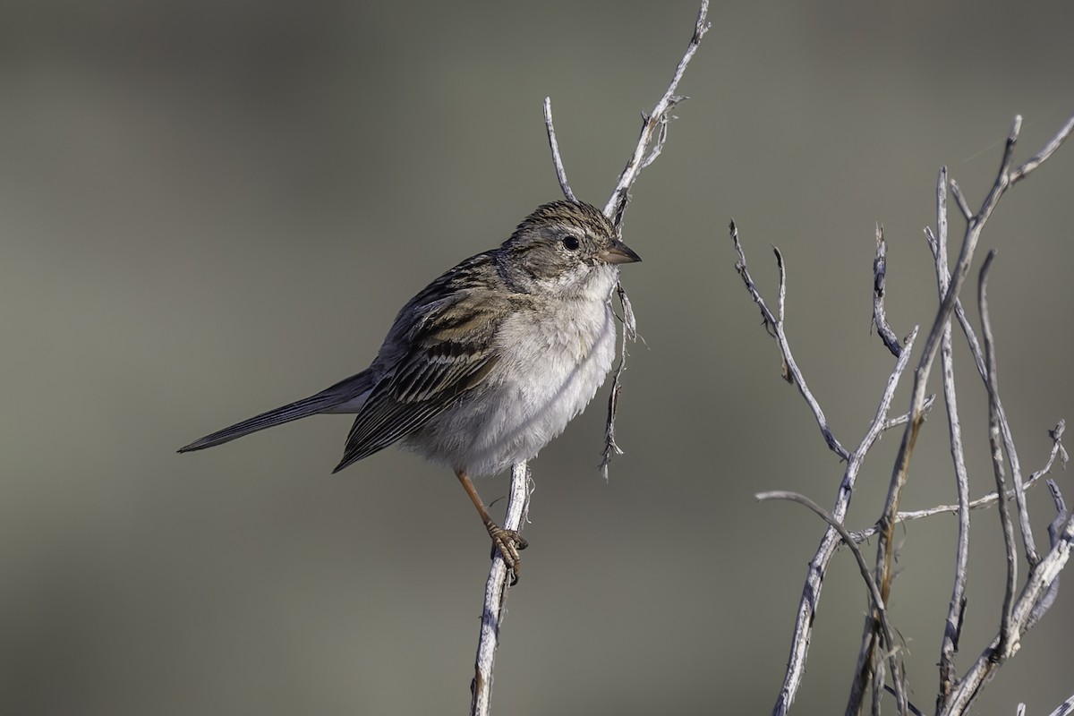 Brewer's Sparrow - ML637478694
