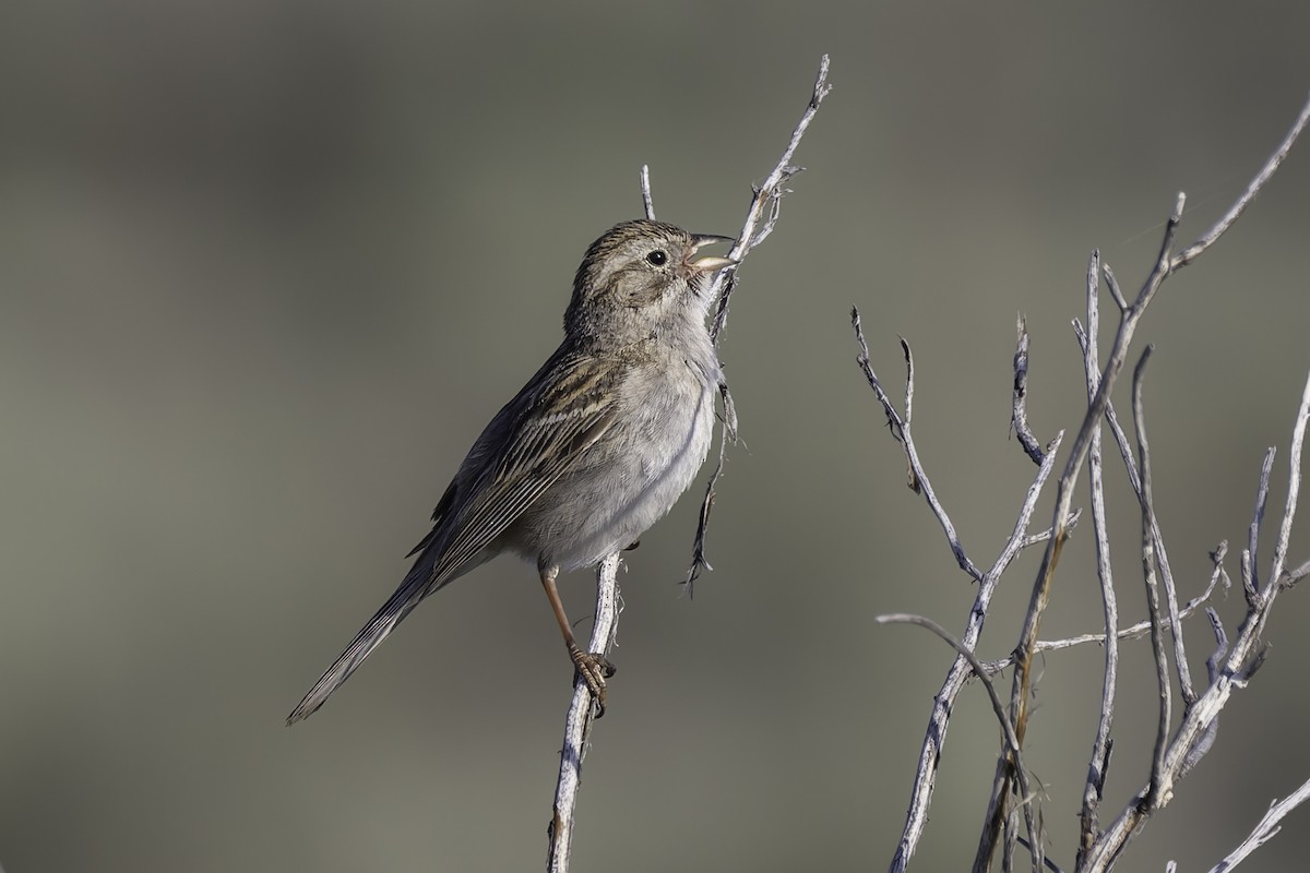 Brewer's Sparrow - ML637478695