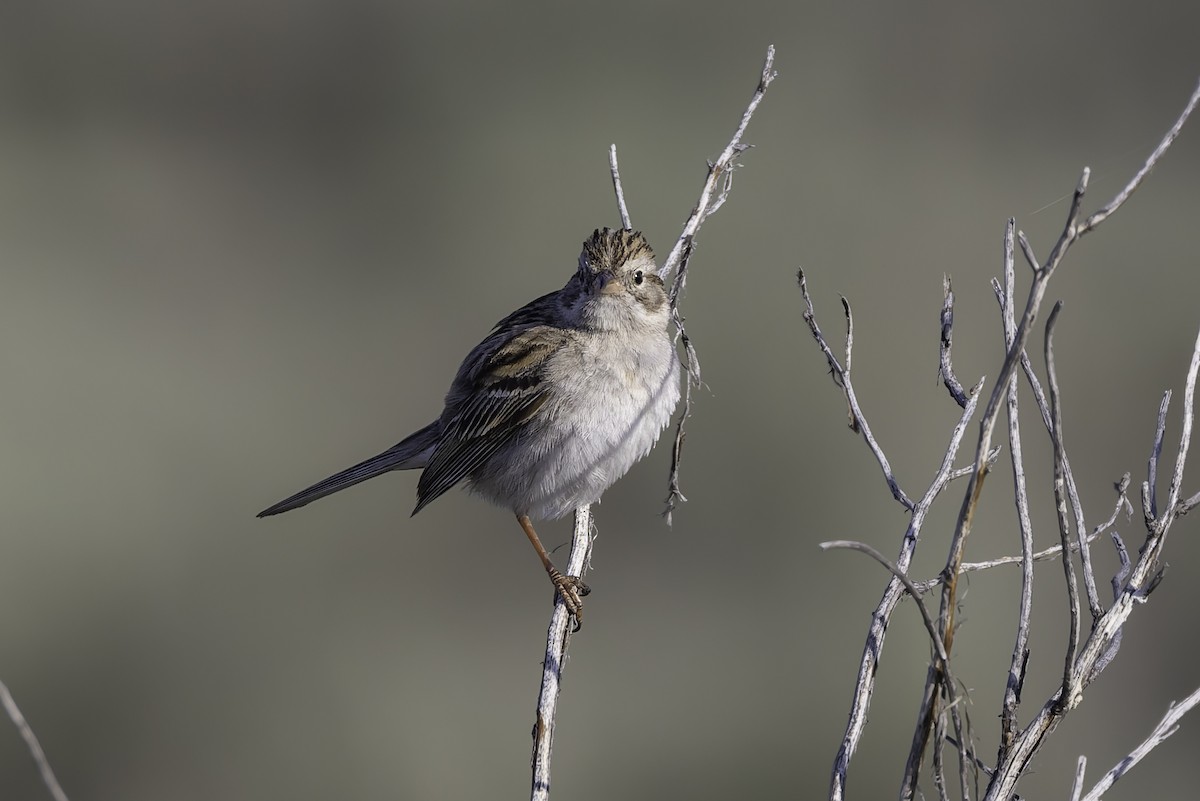 Brewer's Sparrow - ML637478696