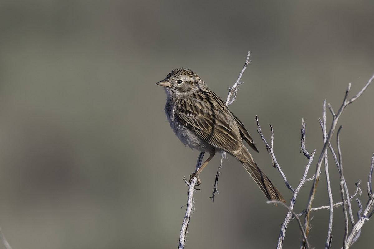 Brewer's Sparrow - ML637478698