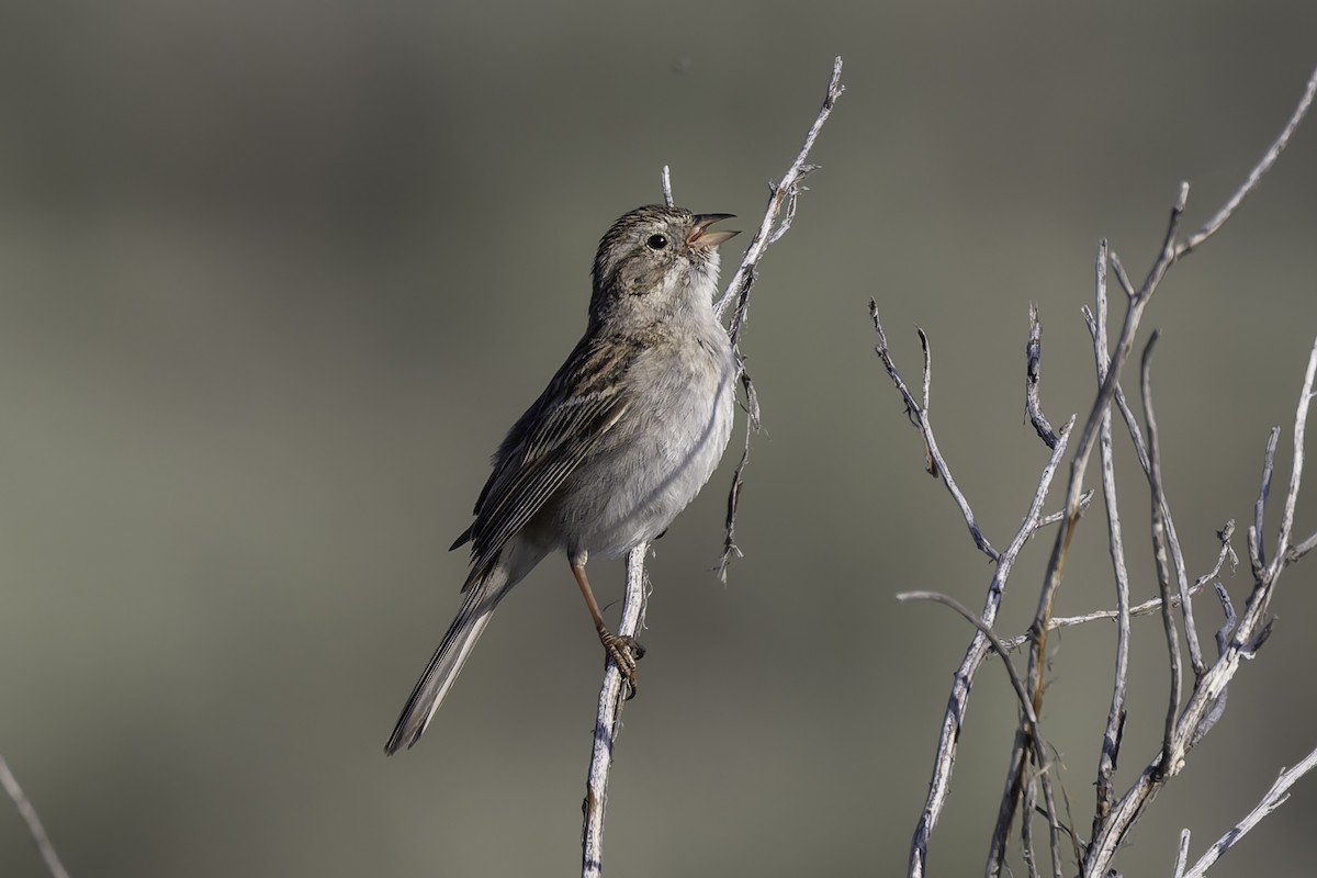 Brewer's Sparrow - ML637478699