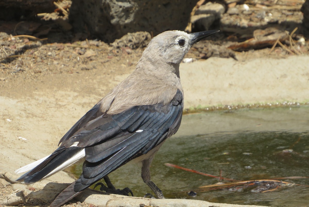 Clark's Nutcracker - ML637478718