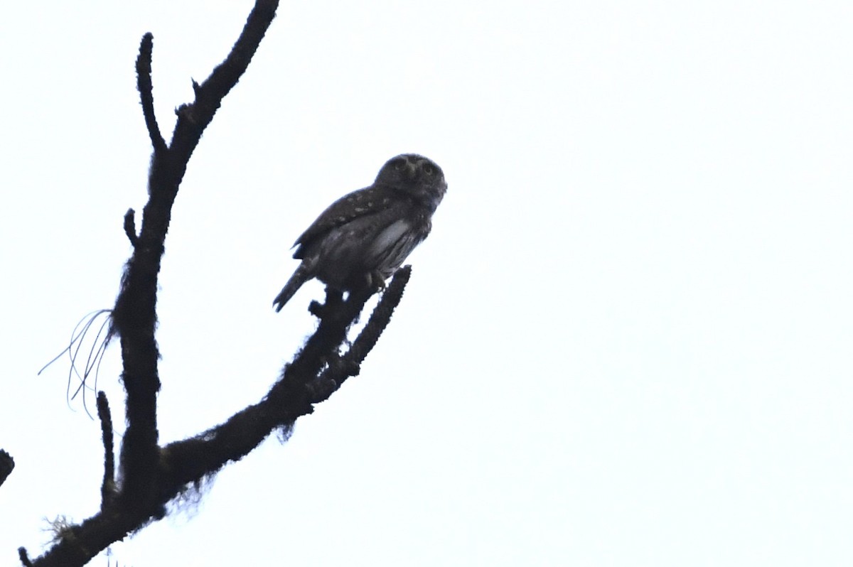 Northern Pygmy-Owl - ML637478725