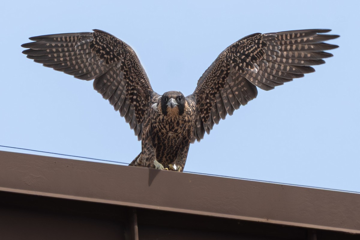 Peregrine Falcon (North American) - ML637478726