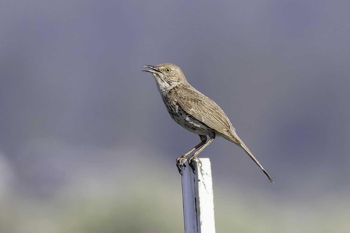 Sage Thrasher - ML637478780