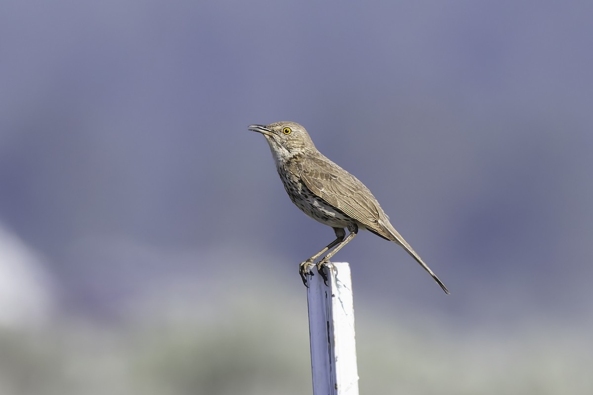 Sage Thrasher - ML637478781