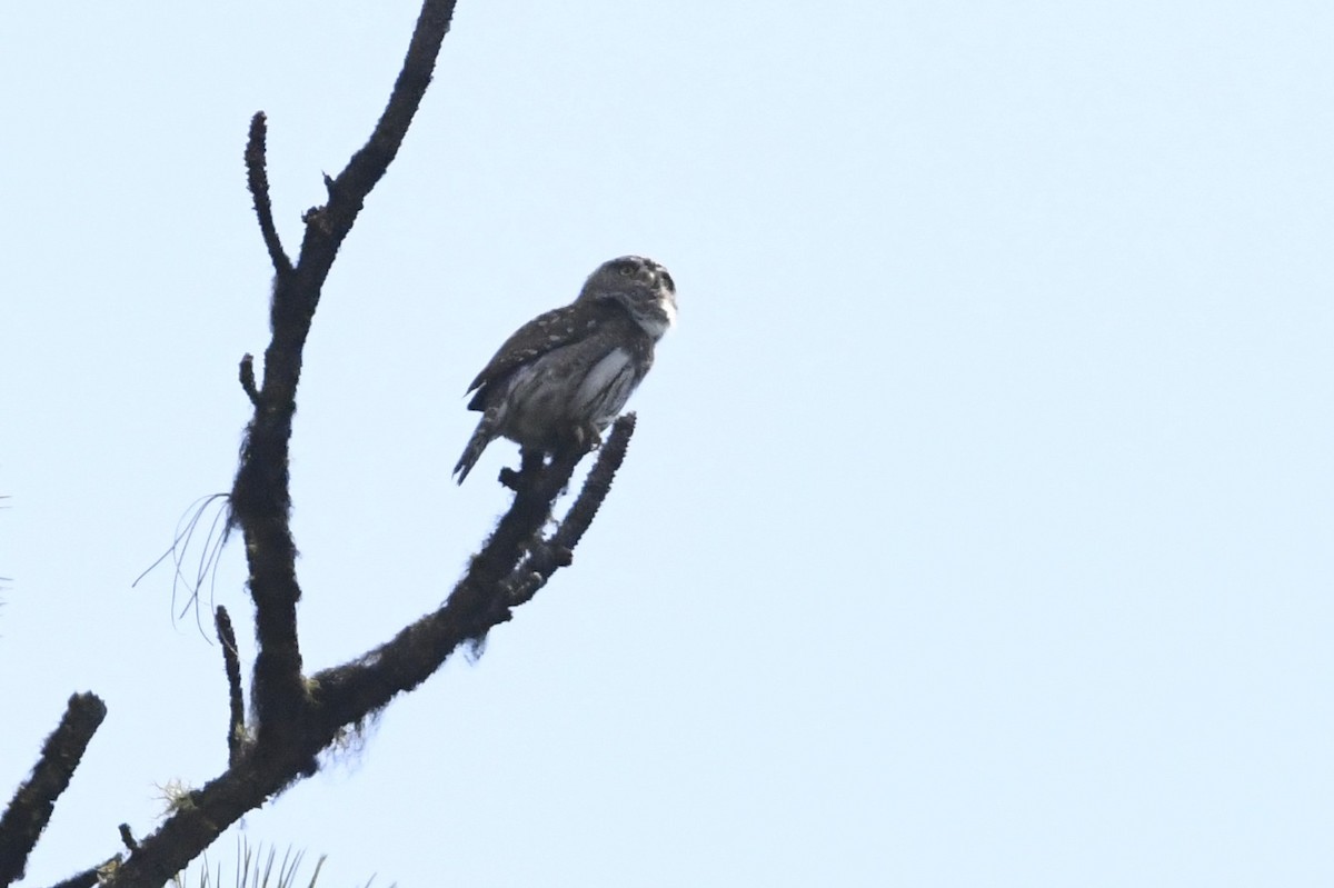 Northern Pygmy-Owl - ML637478782