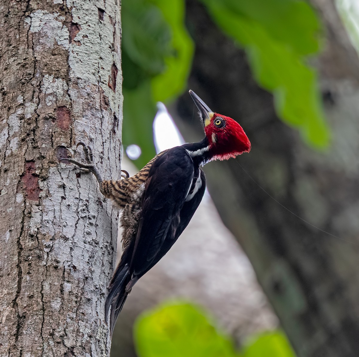 Crimson-crested Woodpecker - ML637478793