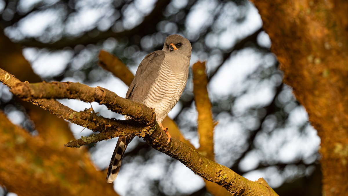 Gabar Goshawk - ML637478810