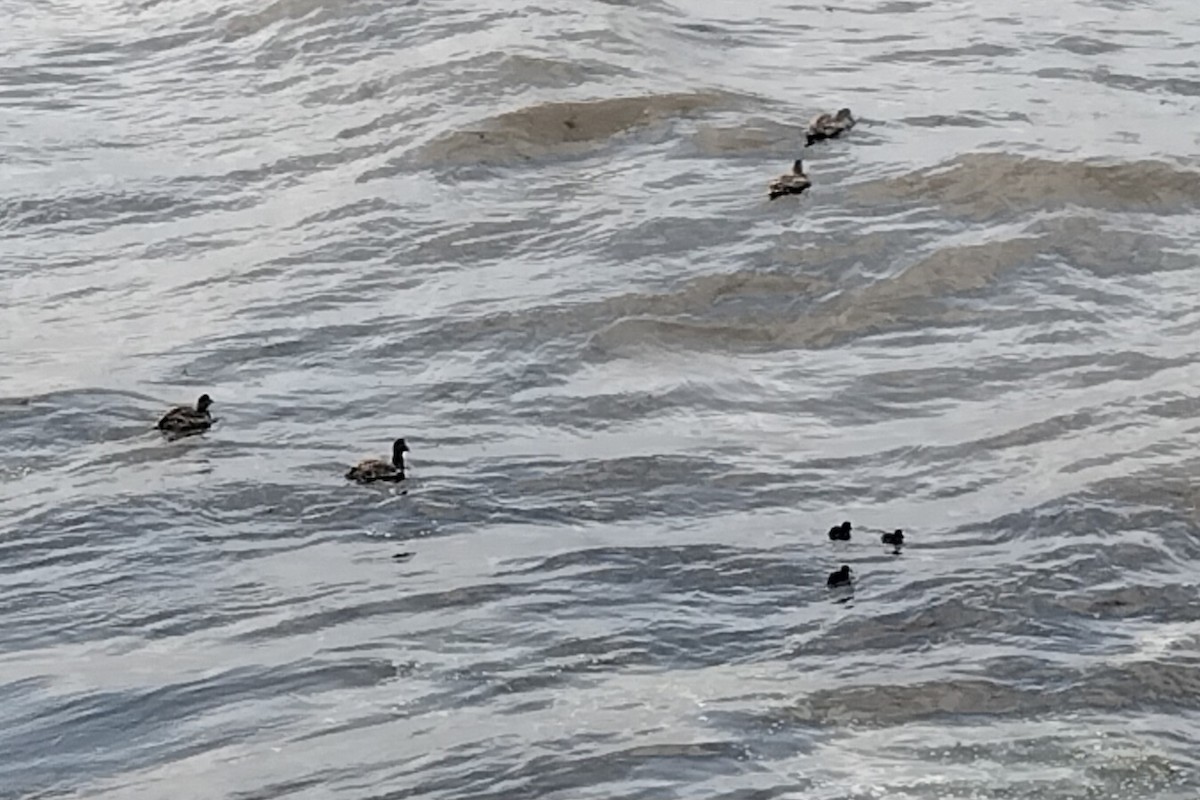 ærfugl - ML637478834