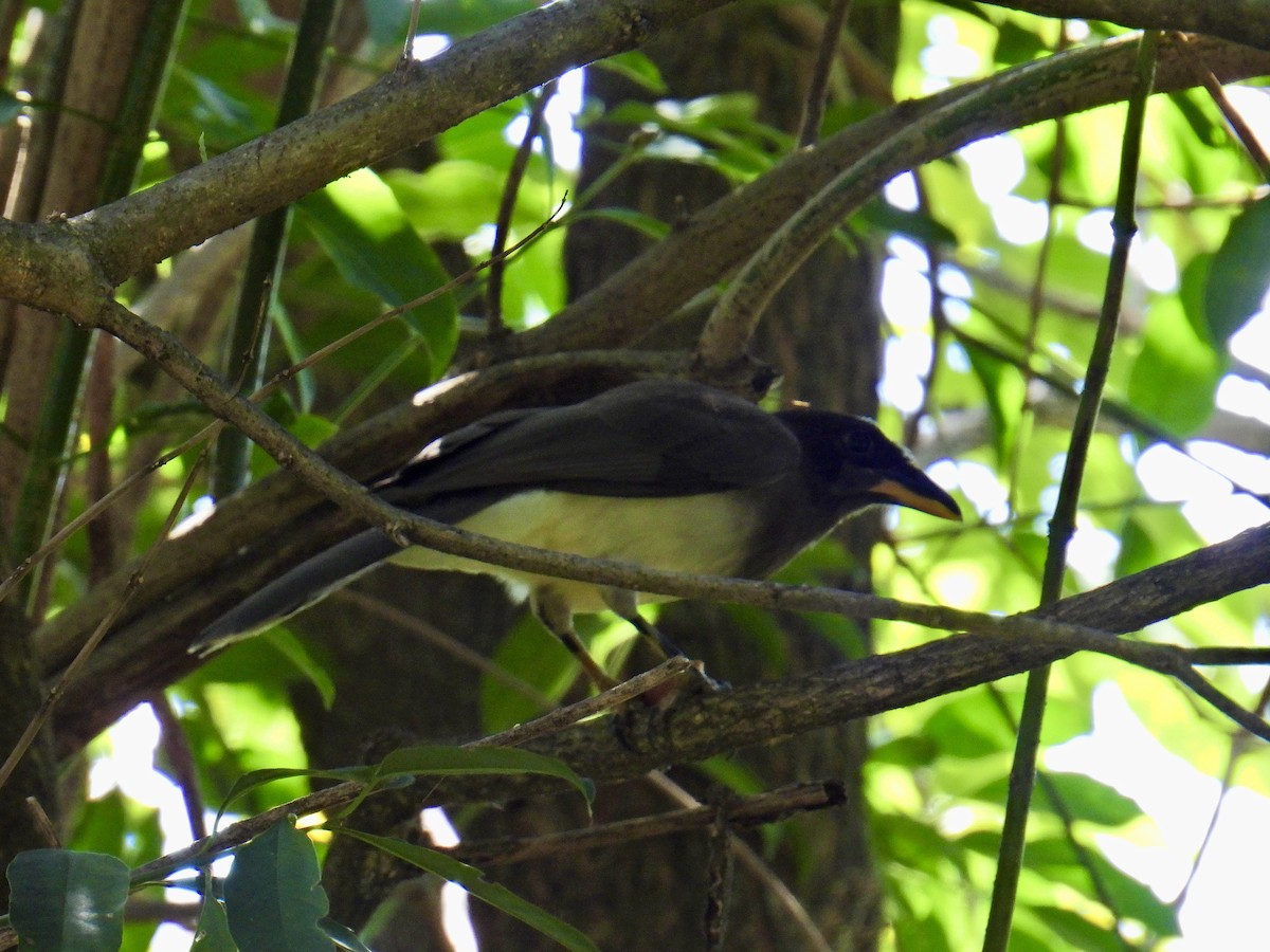 Brown Jay - ML637478836
