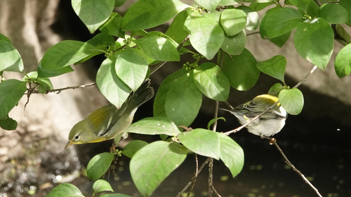 Kuzeyli Parula - ML637478863