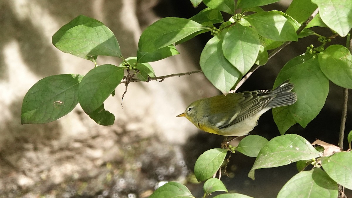 Kuzeyli Parula - ML637478864