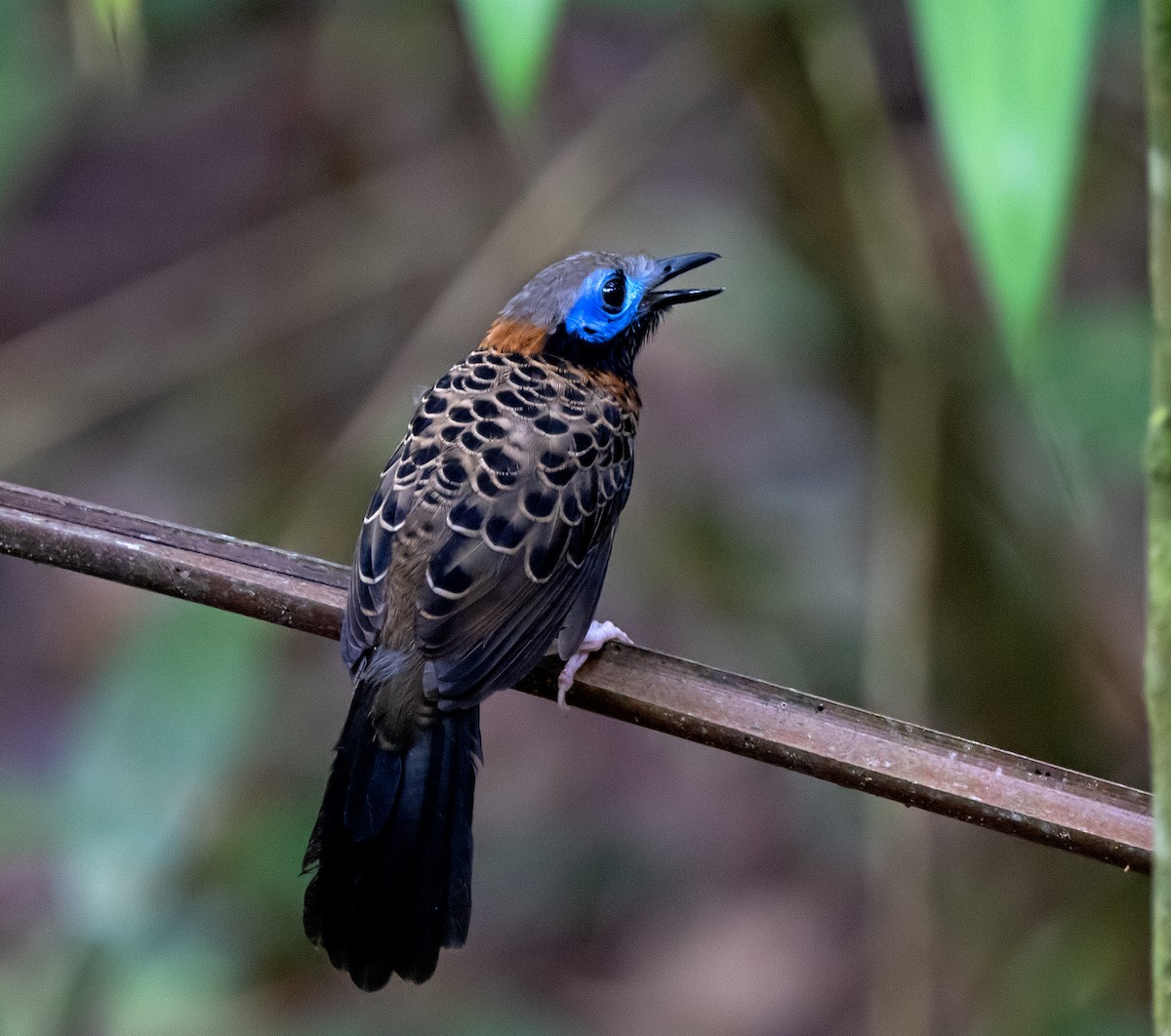 Ocellated Antbird - ML637478904