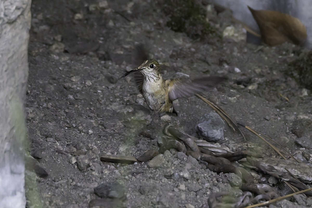 Calliope Hummingbird - ML637478906