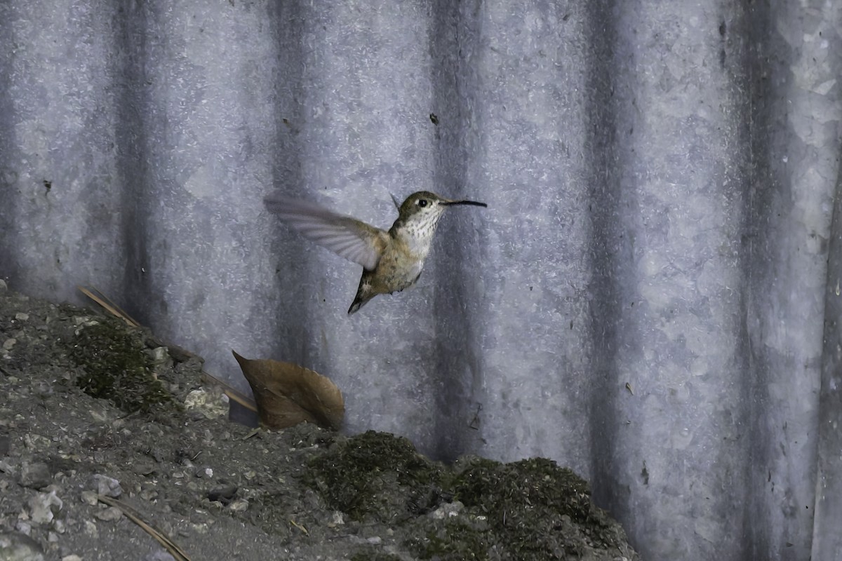 Calliope Hummingbird - ML637478917